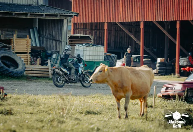 Mootorrattur möödub lehmast taluhoovis – Alakonnu Ralli 2026, SS2 · SS3